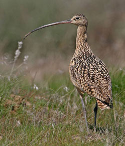 Curlew
