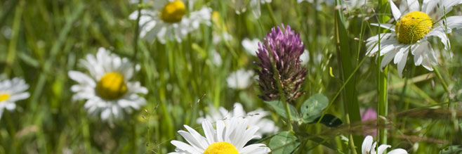 Wild Flower Meadow