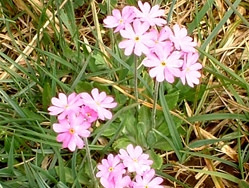Birds Eye Primrose