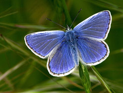 Common Blue Butterfly