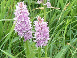 Wild Orchids